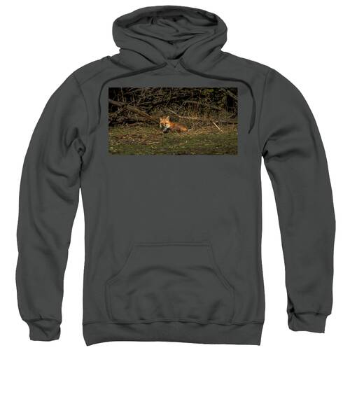 Fox Resting In Sunlit Clearing Sweatshirt