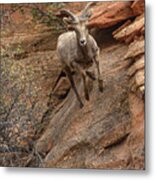 Big Horn Sheep Agile Descent In Zion National Park Metal Print