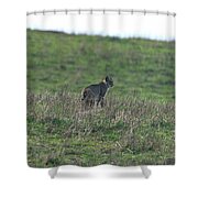 Bobcat in Point Reyes Shower Curtain by Brandon Wichmann