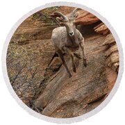 Big Horn Sheep Agile Descent In Zion National Park Round Beach Towel