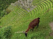 Winay Wayna With Grazing Llama Jigsaw Puzzle
