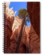 Tree Reaches Skyward In Bryce Canyon National Park Spiral Notebook
