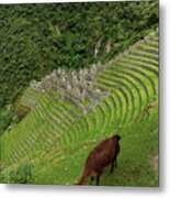 Winay Wayna With Grazing Llama Metal Print