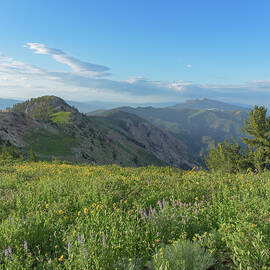 Mountain View with Wildflowers