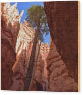 Tree Reaches Skyward In Bryce Canyon National Park Wood Print