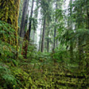 Misty Forest Silhouettes In Olympic National Park Poster