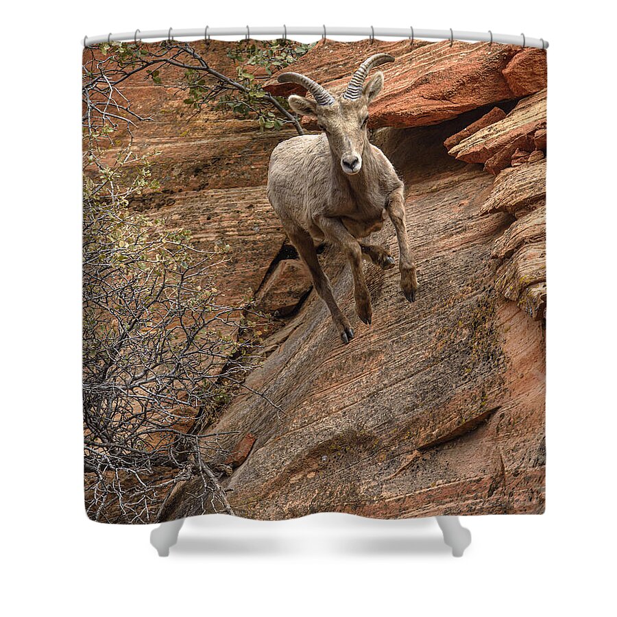Big Horn Sheep Agile Descent In Zion National Park Shower Curtain