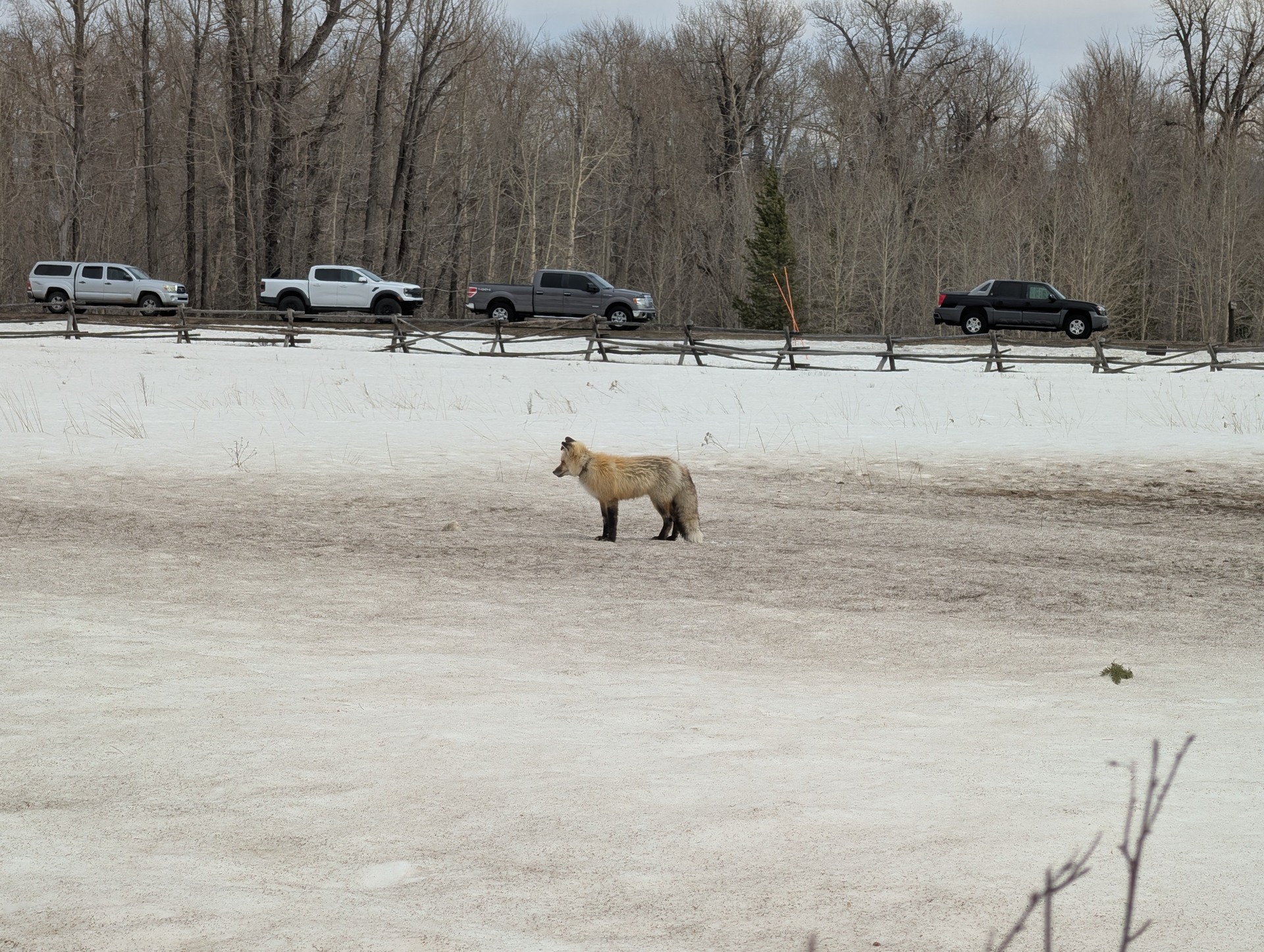 A fox in the Tetons during a winter wildlife encounter